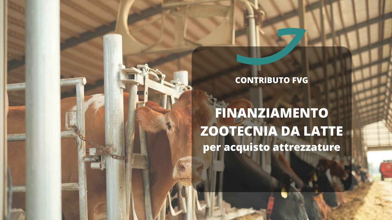 finanziamento zootecnia latte